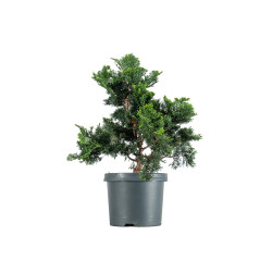 Chamaecyparis Hinoki - B5471