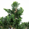 Chamaecyparis Hinoki - B5471