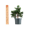 Chamaecyparis Hinoki - B5471