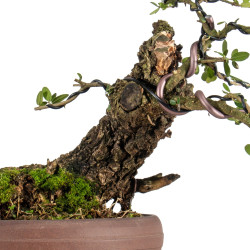 Olea europea sylvestris - ULLASTRE - B5468