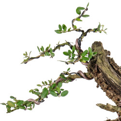 Olea europea sylvestris - ULLASTRE - B5468