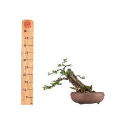 Olea europea sylvestris - ULLASTRE - B5468