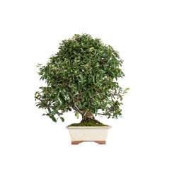 Pyracantha - B5470
