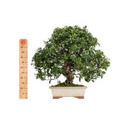 Pyracantha - B5470