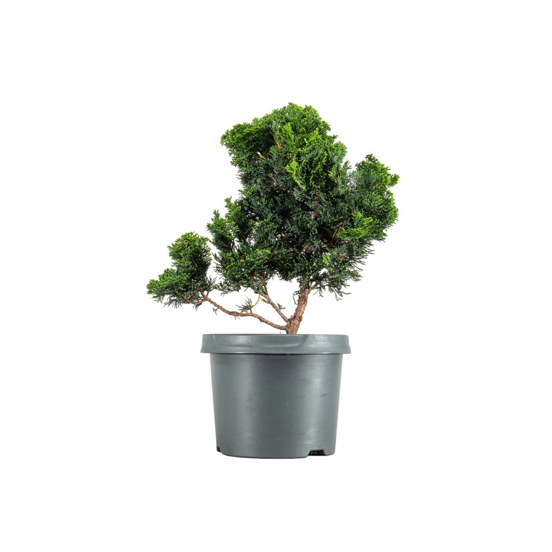 Chamaecyparis Hinoki - B5463