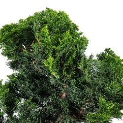 Chamaecyparis Hinoki - B5463