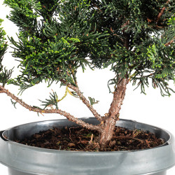 Chamaecyparis Hinoki - B5463