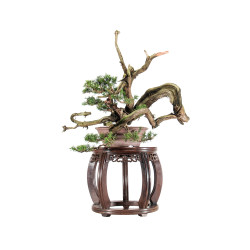 Juniperus Itoigawa - B5464