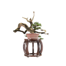 Juniperus Itoigawa - B5464