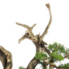 Juniperus Itoigawa - B5464