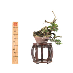 Juniperus Itoigawa - B5464