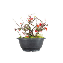 Chaenomeles chojubai - B5473