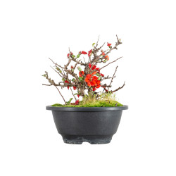 Chaenomeles chojubai - B5473