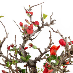 Chaenomeles chojubai - B5473
