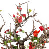 Chaenomeles chojubai - B5473