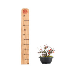 Chaenomeles chojubai - B5473