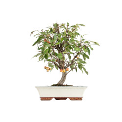 Malus everest - B5474