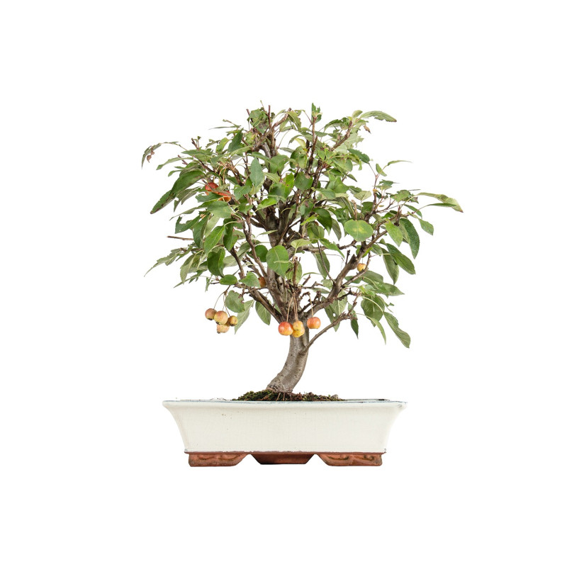 Malus everest - B5474