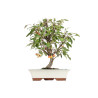 Malus everest - B5474
