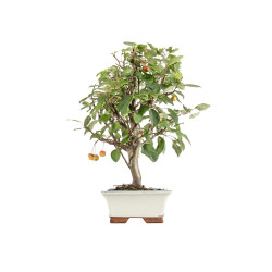 Malus everest - B5474