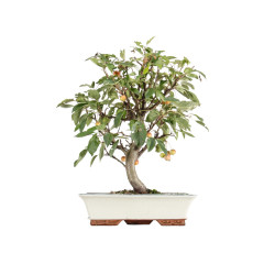 Malus everest - B5474