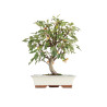 Malus everest - B5474