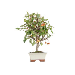 Malus everest - B5474