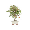 Malus everest - B5474