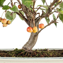 Malus everest - B5474