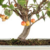 Malus everest - B5474