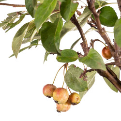Malus everest - B5474