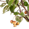 Malus everest - B5474