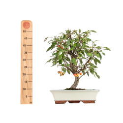 Malus everest - B5474