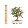 Malus everest - B5474