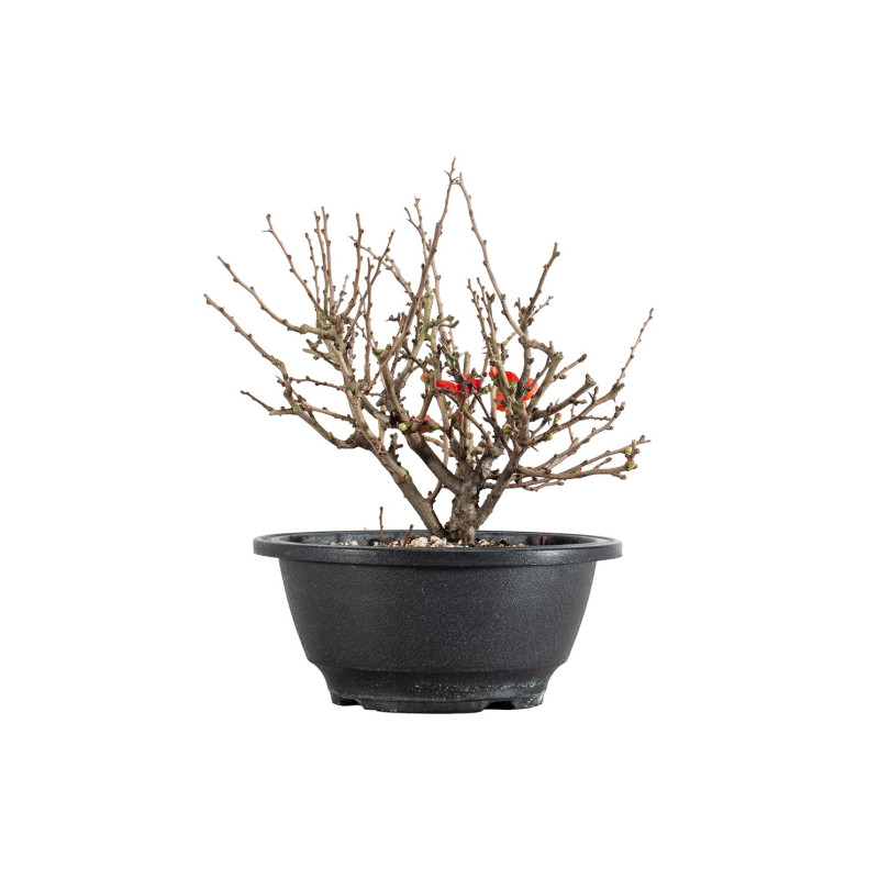 Chaenomeles chojubai - B5480