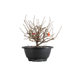 Chaenomeles chojubai - B5480