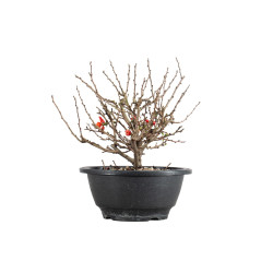 Chaenomeles chojubai - B5480