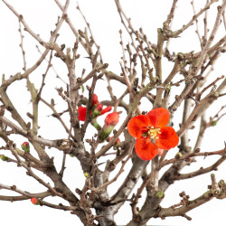 Chaenomeles chojubai - B5480