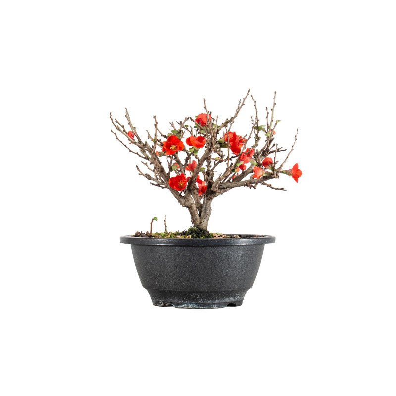 Chaenomeles chojubai - B5481