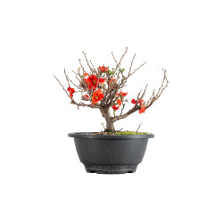 Chaenomeles chojubai - B5481