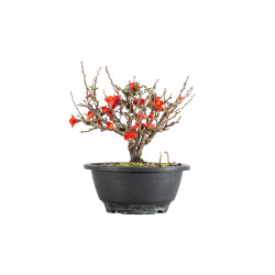 Chaenomeles chojubai - B5481
