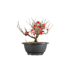 Chaenomeles chojubai - B5481