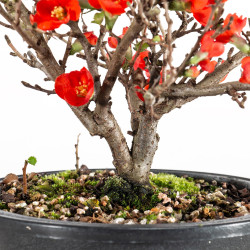 Chaenomeles chojubai - B5481