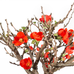 Chaenomeles chojubai - B5481