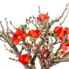 Chaenomeles chojubai - B5481