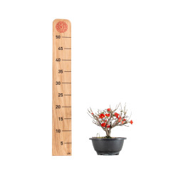 Chaenomeles chojubai - B5481