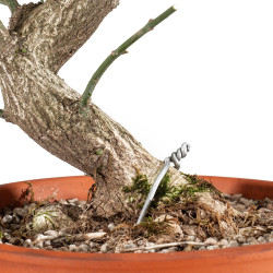 Euonymus europea - B5482