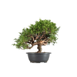 Juniperus Itoigawa - B5475