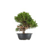 Juniperus Itoigawa - B5475