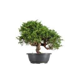 Juniperus Itoigawa - B5475